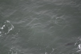 Missing Picture